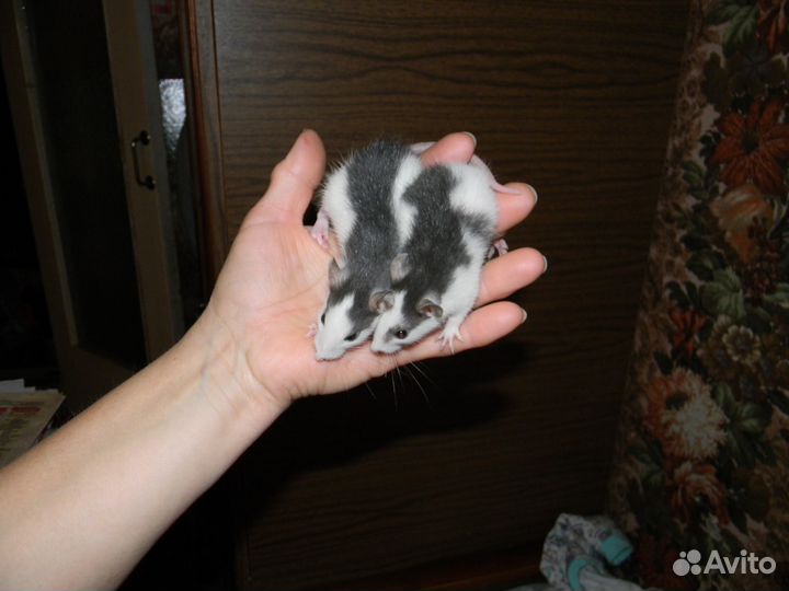 Декоративные крысы