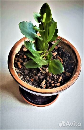 Каланхоэ цветущий Каландива