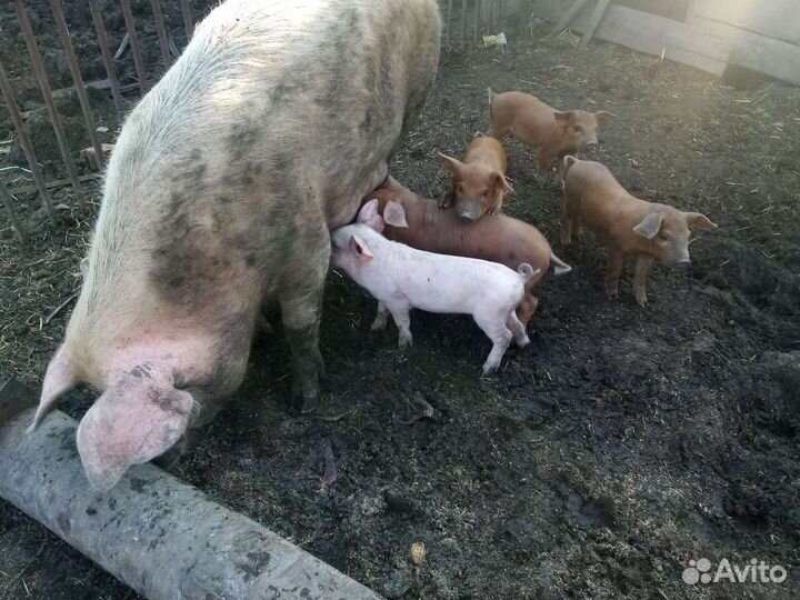 Месячные Поросята дюрок-белая