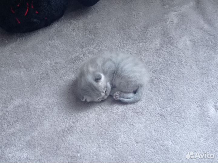 Британский котëнок