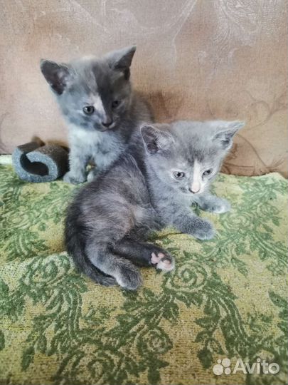Кошки в добрые руки бесплатно
