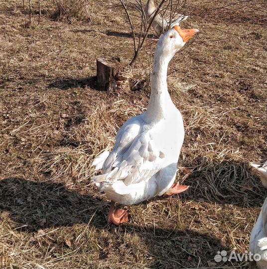 Гусыня Линда,Крупные серые