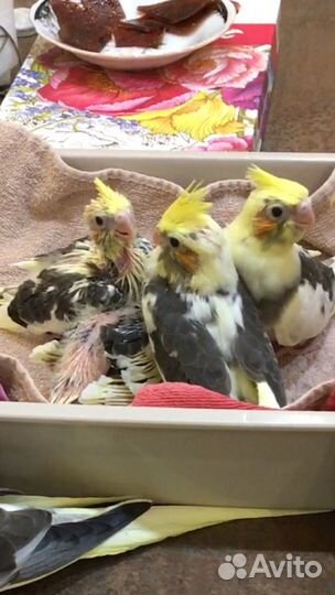 Птенцы Кареллы