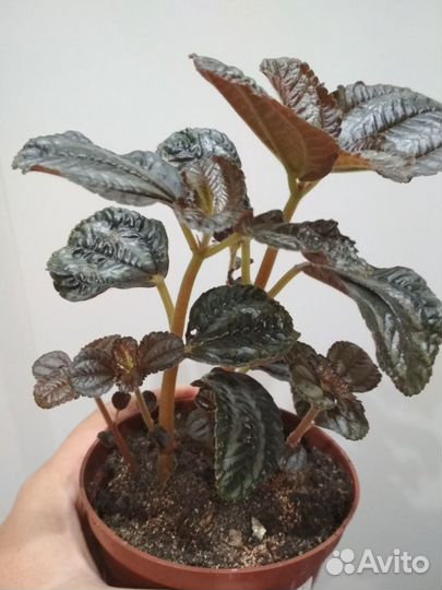 Комнатные растения:Пилея,пеперомия,эсхинан,нолина