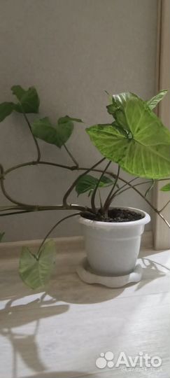 Комнатные цветы