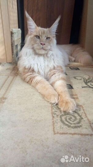 Драгоценный мейн кун