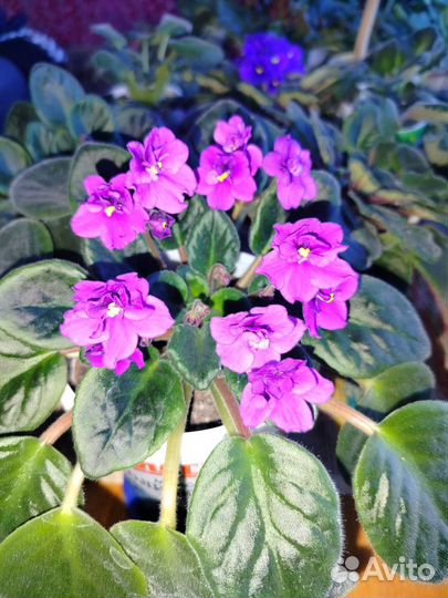 Фиалка в горшках