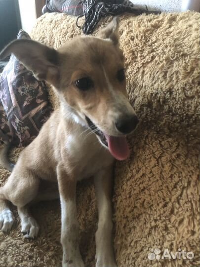 Нашли собаку