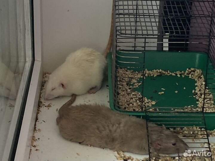 Выгул и передержка домашних животных