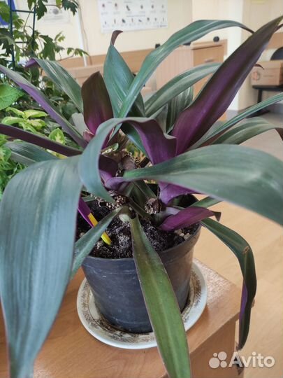 Комнатные растения