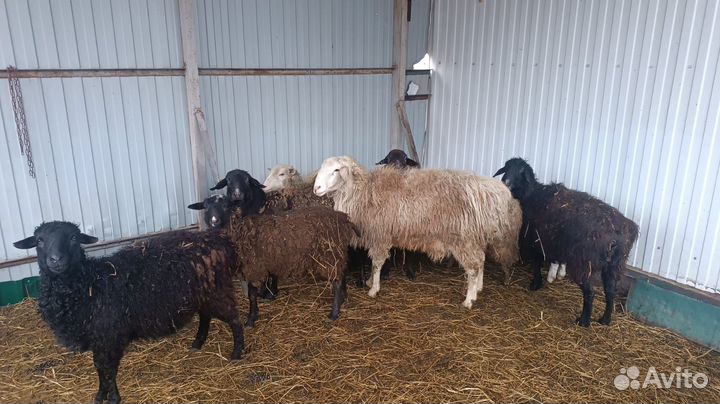 Курдючные бараны овцы