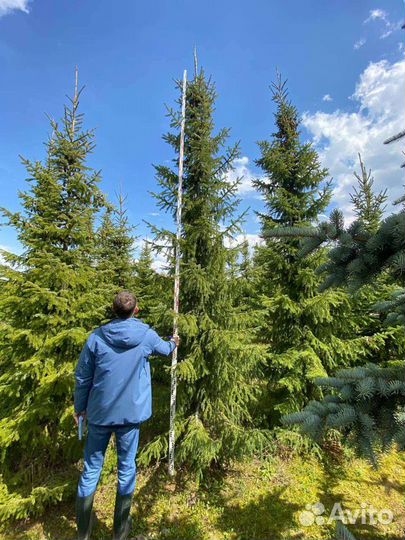 Ель сербская от 3 метров