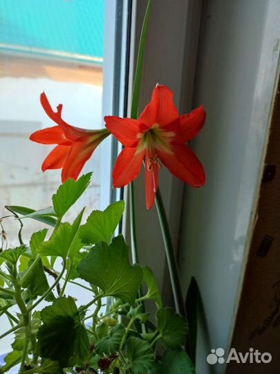 Гипераструм