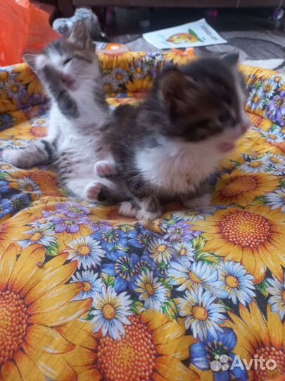 Котята бесплатно