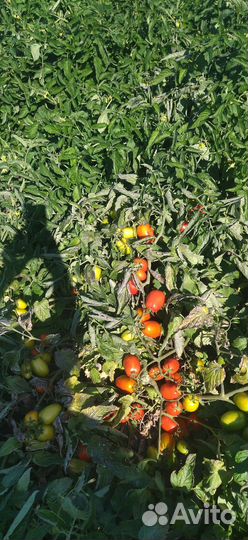 Томаты помидоры
