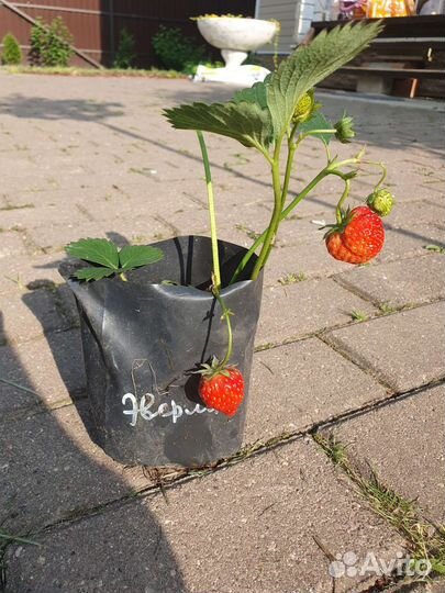 Клубника Елизавета 2 и Эверли