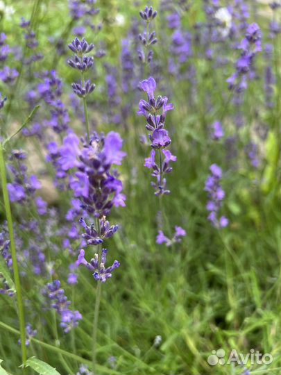 Лаванда