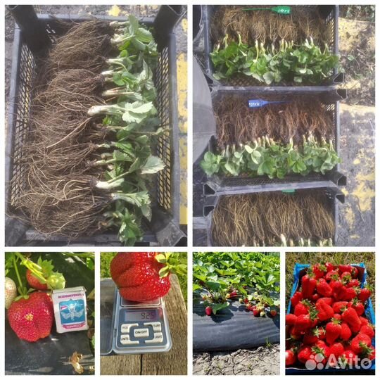 Саженцы клубники