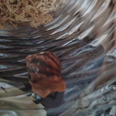 Улитки ахатины