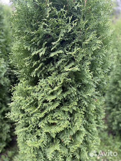 Туя смарагд