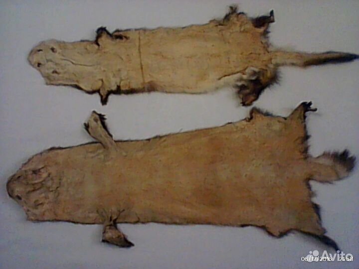 Шкурки хорька выделанные\Всего 2шт\Цена за 1шт\