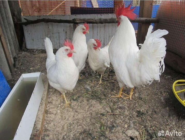 Куры несушки