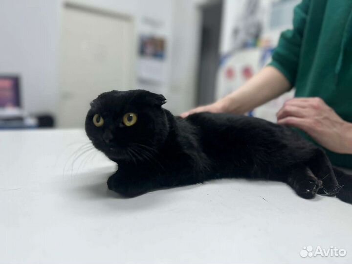 Шотландская