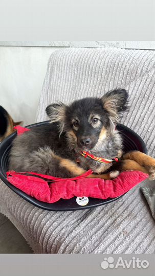 Лучший щенок в добрые руки