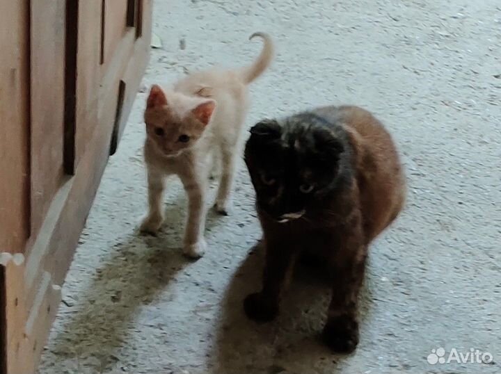 Котята от вислоухой кошки, бесплатно