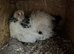 Инкубационное яйцо Брама Колумбийская,цыплята