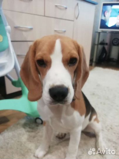 Собака бигль