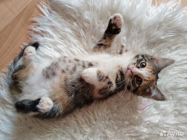 Котенок девочка