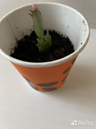 Декабрист шлюмбергера оранжевый с белым