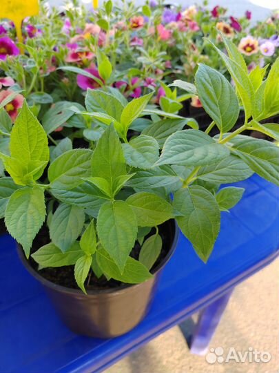 Гортензия саженцы