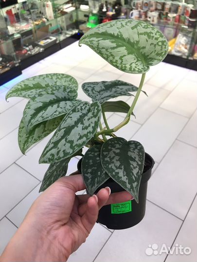 Сциндапсус пиктус