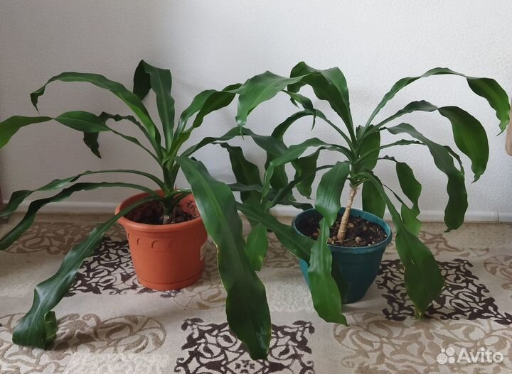 Комнатные растения цветы