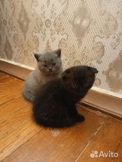 Шотландская вислоухая