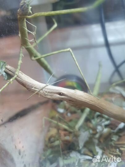 Палочники. Малыши и яйца