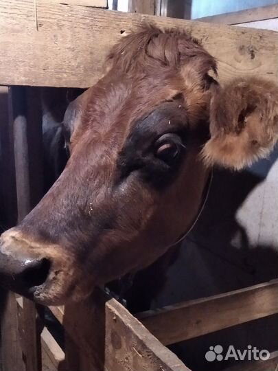 Нетель Джерси