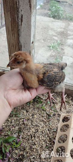 Куры-молодки, петушки, цыплята