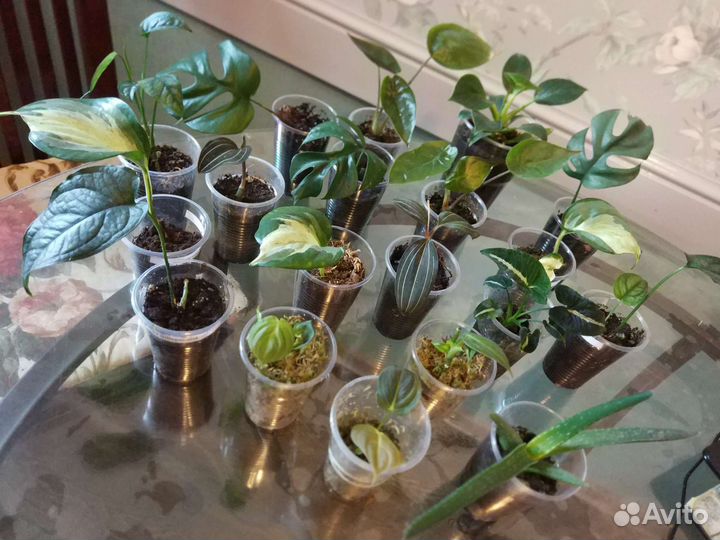 Домашние цветы