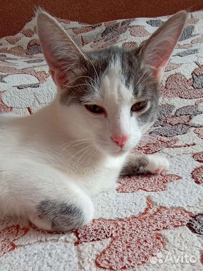 Кот бесплатно