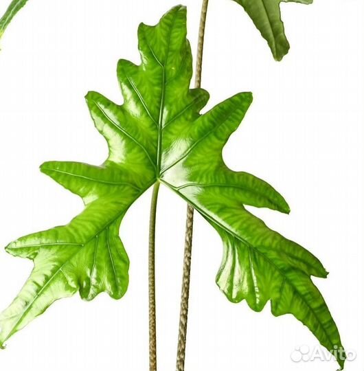 Алоказия Летучая Мышь Nycteris batwing