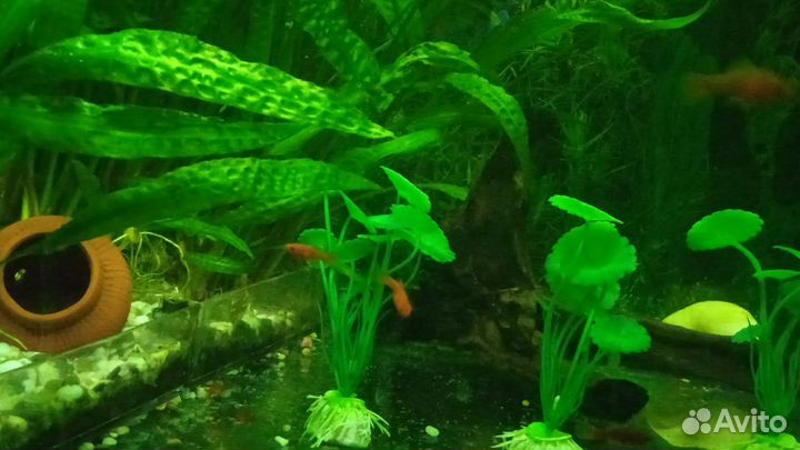 Аквариумные рыбки