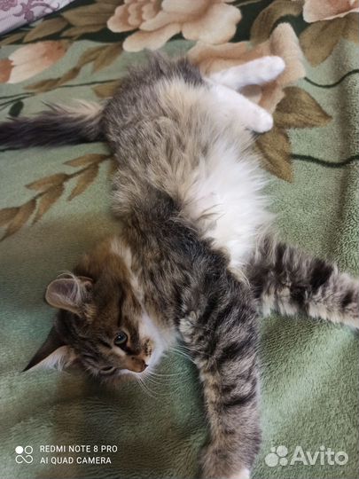 Котёнок, кот, кошка