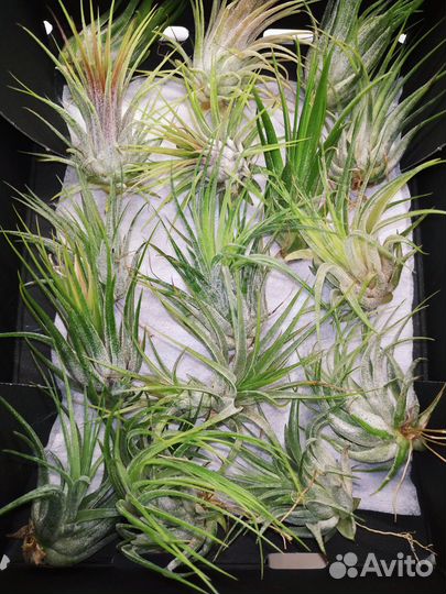 Тилландсии атмосферные