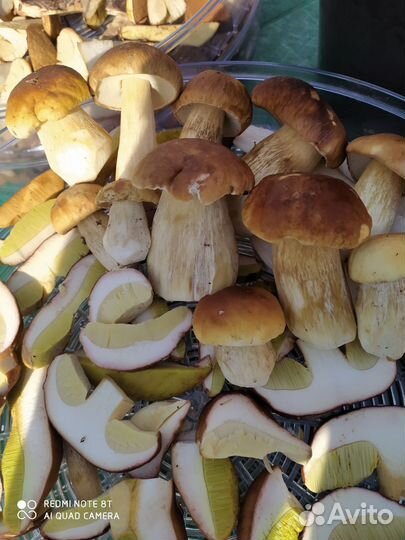 Грибы белые, подберёзовики