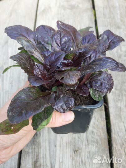 Живучка. Почвопокровное растение