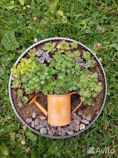 Суккуленты,почвопокровники