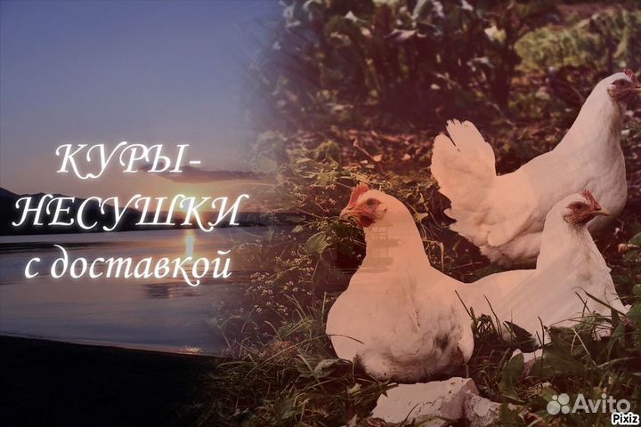 Куры несушки с доставкой